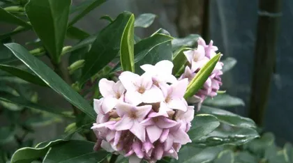 How to correctly pot and care for daphne (step-by-step guide to potting time and precautions for daphne)2