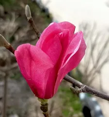 Investigation on the Blooming of Panlong Gui (How many times does Panlong Gui bloom in a year? Understanding this will help you better care for Panlong Gui) 3