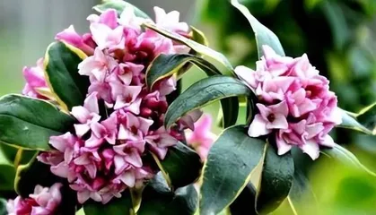 How to correctly pot and care for daphne (step-by-step guide to potting time and precautions for daphne)3