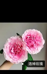 Summer Rose Care Guide (Keep Your Roses Stunning and Beautiful in the Scorching Heat) 1