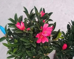 How to Make Camellia Azalea Bloom More (Camellia Azalea Care Tips) 1