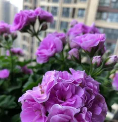 Summer Rose Care Guide (Keep Your Roses Stunning and Beautiful in the Scorching Heat) 2