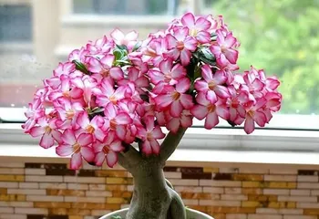 Summer Rose Care Guide (Keep Your Roses Stunning and Beautiful in the Scorching Heat) 3