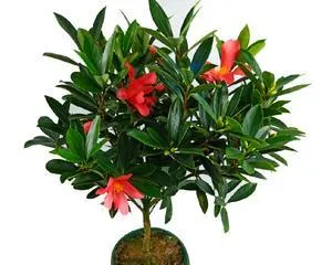 How to Make Camellia Azalea Bloom More (Camellia Azalea Care Tips) 2
