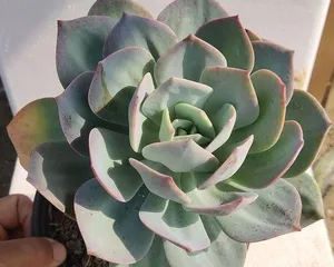 Succulent Baifeng Offset Care Guide (A must-read for succulent beginners! Easily master Baifeng care techniques) 1