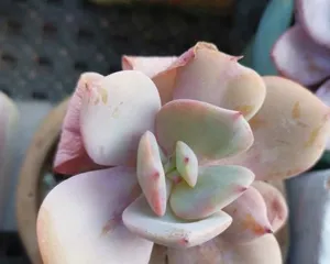 Succulent Baifeng Offset Care Guide (A must-read for succulent beginners! Easily master Baifeng care techniques) 3