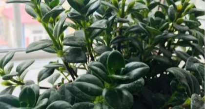 Goldfish Plant - Does it like sun or shade? (Exploring the light preferences and care techniques of the Goldfish Plant) 1