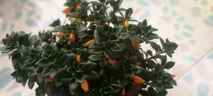 Goldfish Plant - Does it like sun or shade? (Exploring the light preferences and care techniques of the Goldfish Plant) 2
