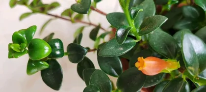 Goldfish Plant - Does it like sun or shade? (Exploring the light preferences and care techniques of the Goldfish Plant) 3