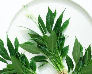 Water Culture Methods for Spathiphyllum (Don