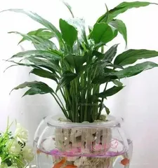 Water Culture Methods for Spathiphyllum (Don