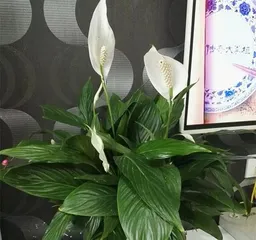 Water Culture Methods for Spathiphyllum (Don