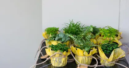 Care Tips for Water-Cultivated Small Spider Plants (to help your small spider plant grow more vigorously) 1