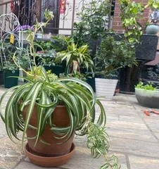 Care Tips for Water-Cultivated Small Spider Plants (to help your small spider plant grow more vigorously) 2