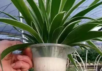 Care Tips for Water-Cultivated Small Spider Plants (to help your small spider plant grow more vigorously) 3