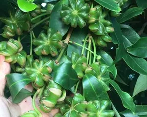 Solutions to the Star Anise Tree Flowering but Not Fruiting (From Care to Treatment, Ensuring Smooth Fruiting) 2