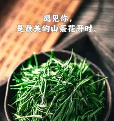 Solutions to the Star Anise Tree Flowering but Not Fruiting (From Care to Treatment, Ensuring Smooth Fruiting) 3