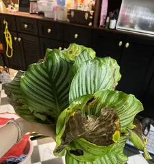 青苹果的种植与养护(打造美味青苹果,从种植到养护全面解析)1