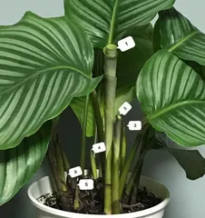 青苹果的种植与养护(打造美味青苹果,从种植到养护全面解析)2