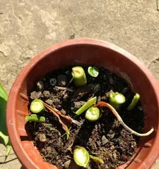 如何养护广州万年青爆盆方法大揭秘(以阳台种植为例,让万年青成为你家的绿色代表)1