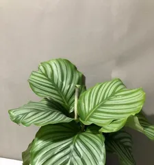 青苹果的种植与养护(打造美味青苹果,从种植到养护全面解析)3