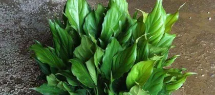 如何养护广州万年青爆盆方法大揭秘(以阳台种植为例,让万年青成为你家的绿色代表)2