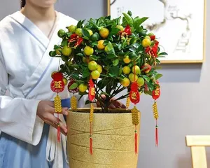 A Care Guide for Ornamental Orange Trees: How to Help Them Grow Strong and Healthy1