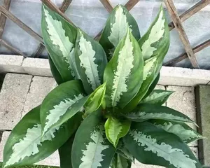 如何养护广州万年青爆盆方法大揭秘(以阳台种植为例,让万年青成为你家的绿色代表)3