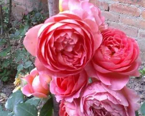 Vintage Coral Rose (Exploring the growth characteristics and care tips of the Vintage Coral Rose) 1