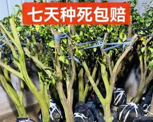 A Care Guide for Ornamental Orange Trees: How to Help Them Grow Strong and Healthy2