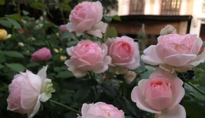 Vintage Coral Rose (Exploring the growth characteristics and care tips of the Vintage Coral Rose) 2