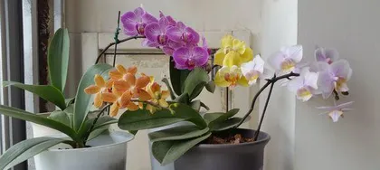 蝴蝶兰开完花后的养护技巧（如何让蝴蝶兰重新开花）1