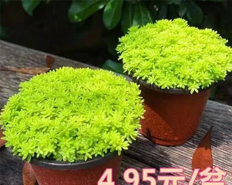 The Ultimate Guide to Growing Eternal Grass (From Seed Selection to Care, Teach You How to Easily Create a Lush Green Garden)