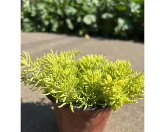 Complete Guide to Cultivating Wanniancao (From Seedling Selection to Maintenance, Learn to Create a Lush Garden) 1