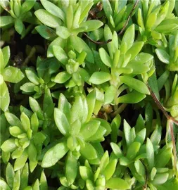 Complete Guide to Cultivating Wanniancao (From Seedling Selection to Maintenance, Learn to Create a Lush Garden) 2