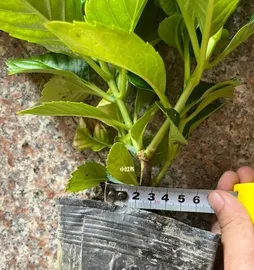 Shallow or deep pots, which is better for growing hydrangeas? (Explore the preferences of hydrangeas to make the best decision for your potted plants.)