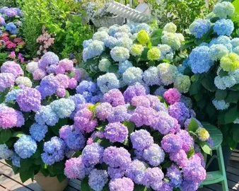 Which is more suitable for hydrangea maintenance, deep pot or shallow pot? (Explore the preferences of hydrangeas and make the best decision for your potted plant.)1