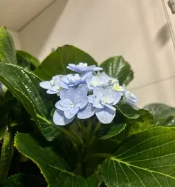 Which is more suitable for hydrangea maintenance, deep pot or shallow pot? (Explore the preferences of hydrangeas and make the best decision for your potted plant.)2