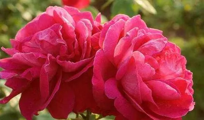 Is Chrysanthemum toxic? - Indoor Care Instructions (Understand Chrysanthemum toxicity, care with peace of mind)