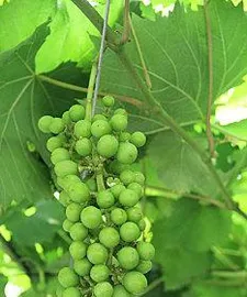 Where is the origin of Qingti? - Exploring the hometown of Qingti0