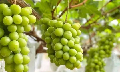 Where is the origin of Qingti? - Exploring the hometown of Qingti1