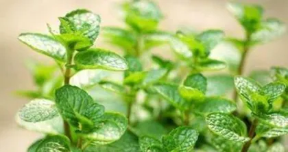 How to successfully grow mint? What are the key care points? 1