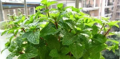 How to successfully grow mint? What are the key care points? 2