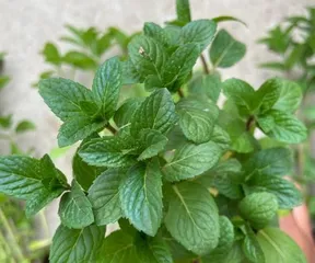 How to successfully grow mint? What are the key care points? 3