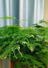 文竹开花频率与养护技巧(一年几次开花,如何促进开花期,专家推荐养护方法)1