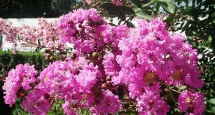 Campus Greening, What Trees Are Suitable to Plant? (Exploring tree species suitable for planting in schools and their characteristics) 1