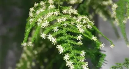 文竹开花频率与养护技巧(一年几次开花,如何促进开花期,专家推荐养护方法)2