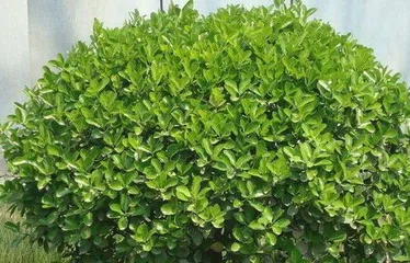 Campus Greening, What Trees Are Suitable to Plant? (Exploring tree species suitable for planting in schools and their characteristics) 3