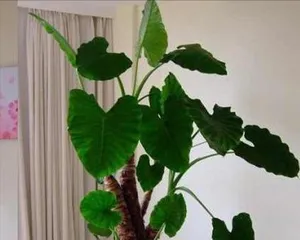 Are water lilies poisonous? (Indoor care tips and precautions.) 1