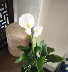 Are water lilies poisonous? (Indoor care tips and precautions.) 2